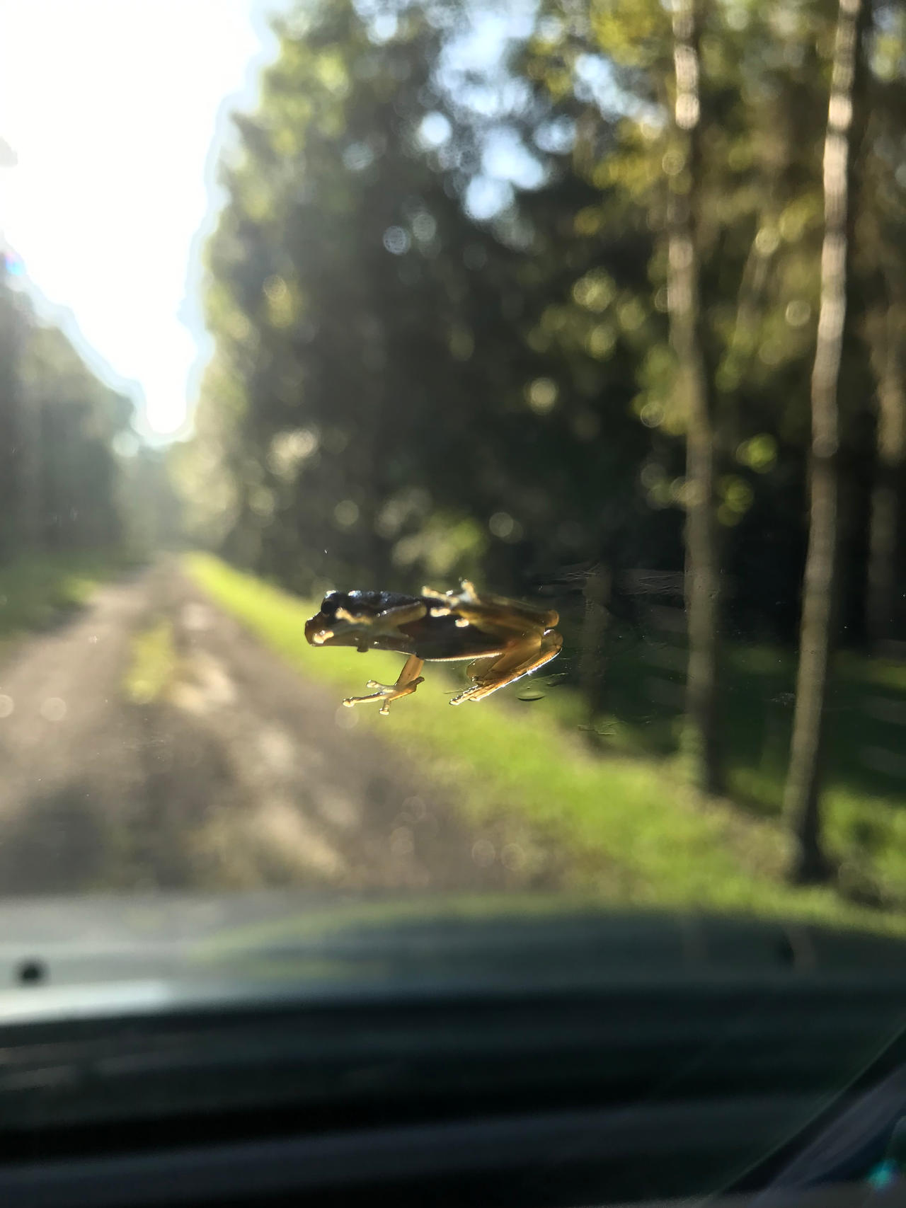 Tiny Frog On My Windshield by Courtnad on DeviantArt