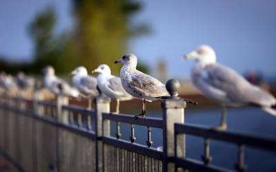 Metal Fence 3