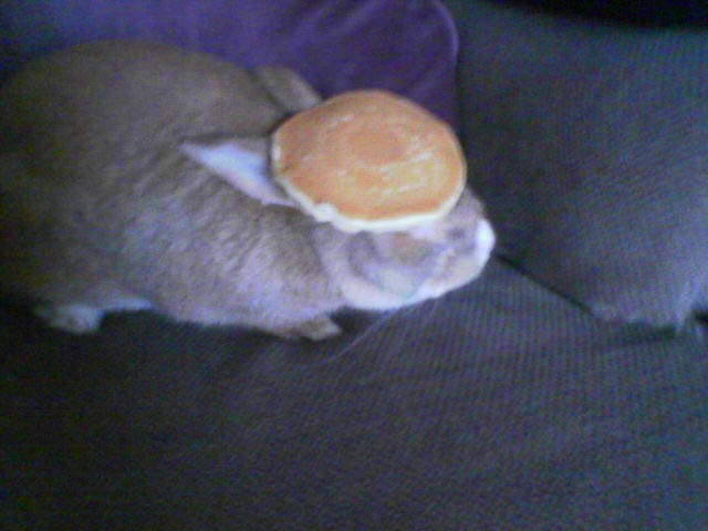 Pancake Bunny