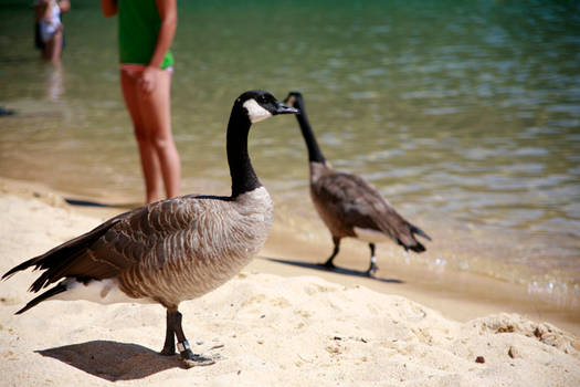 Tahoe Bird