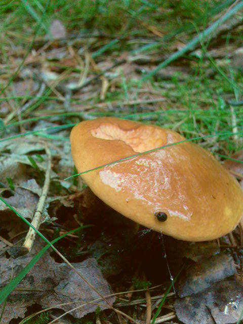 Edible mushroom 1