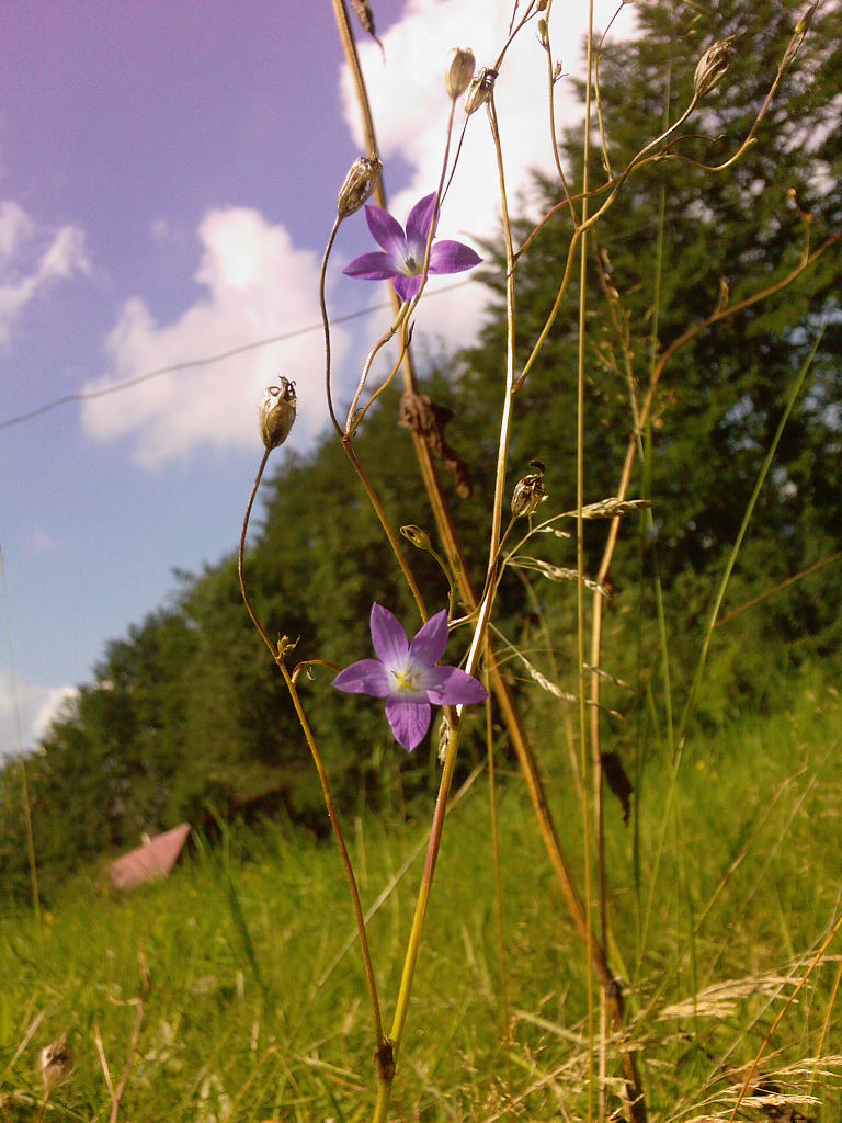 Mountain flower