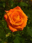 Orange Rose by DaisyDinkle