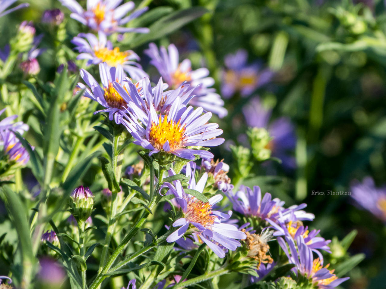 Asters