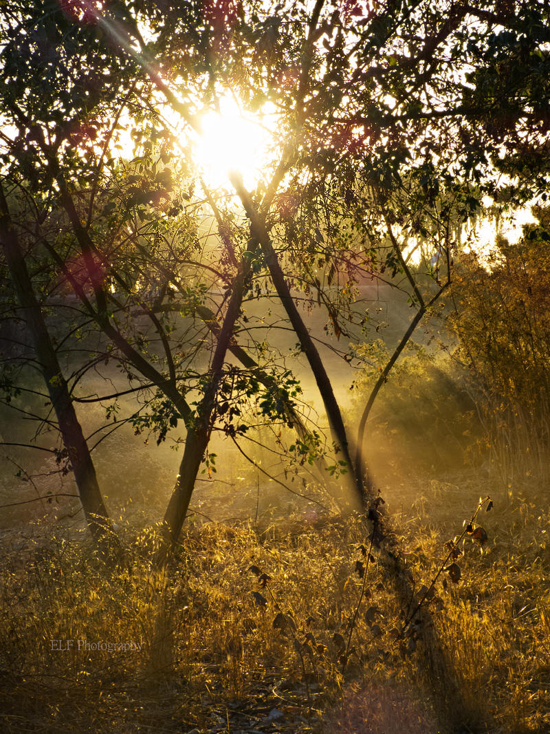 Morning Light