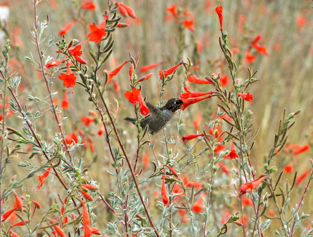 Anna's Hummingbird