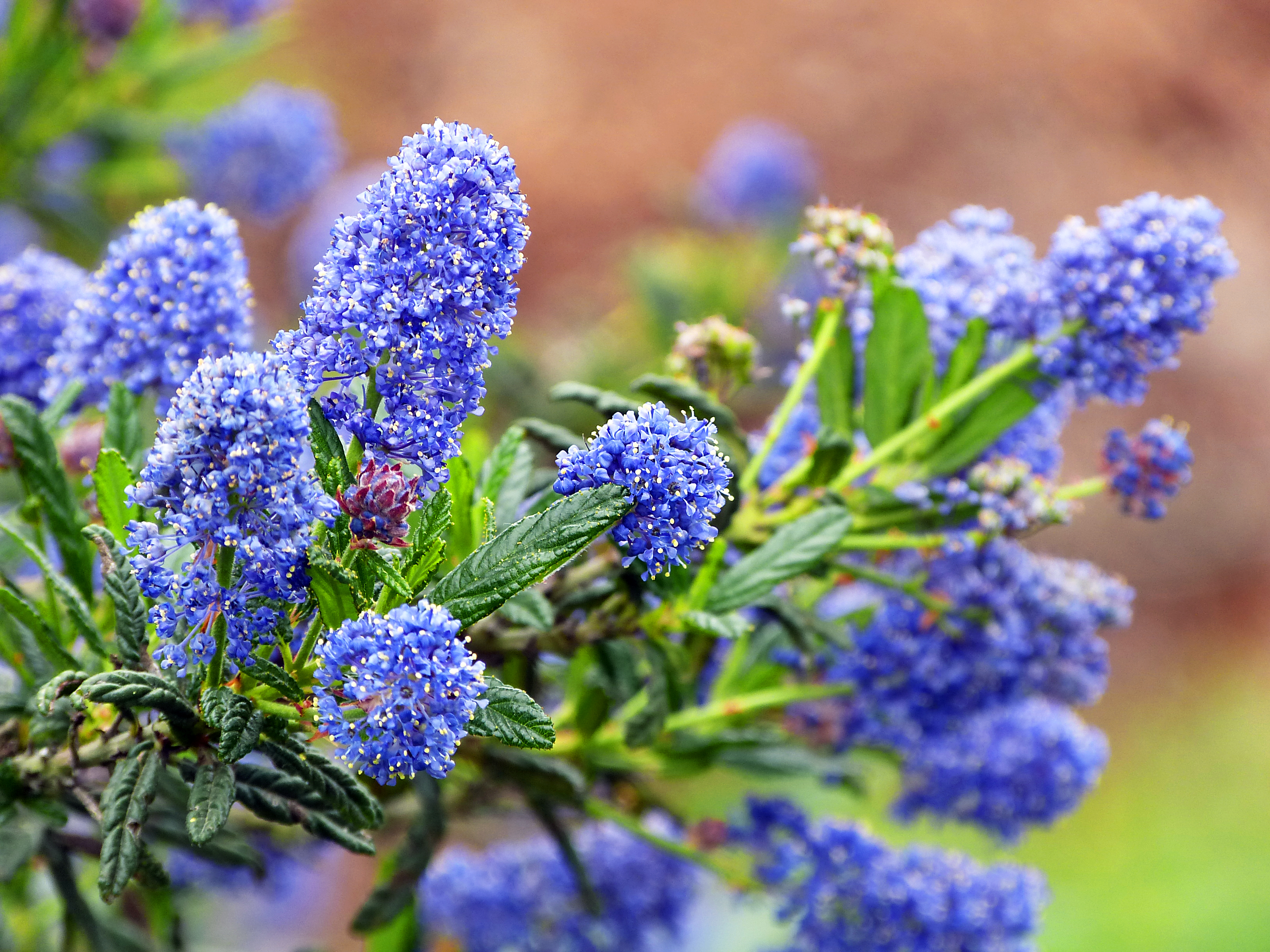 Mountain Lilac