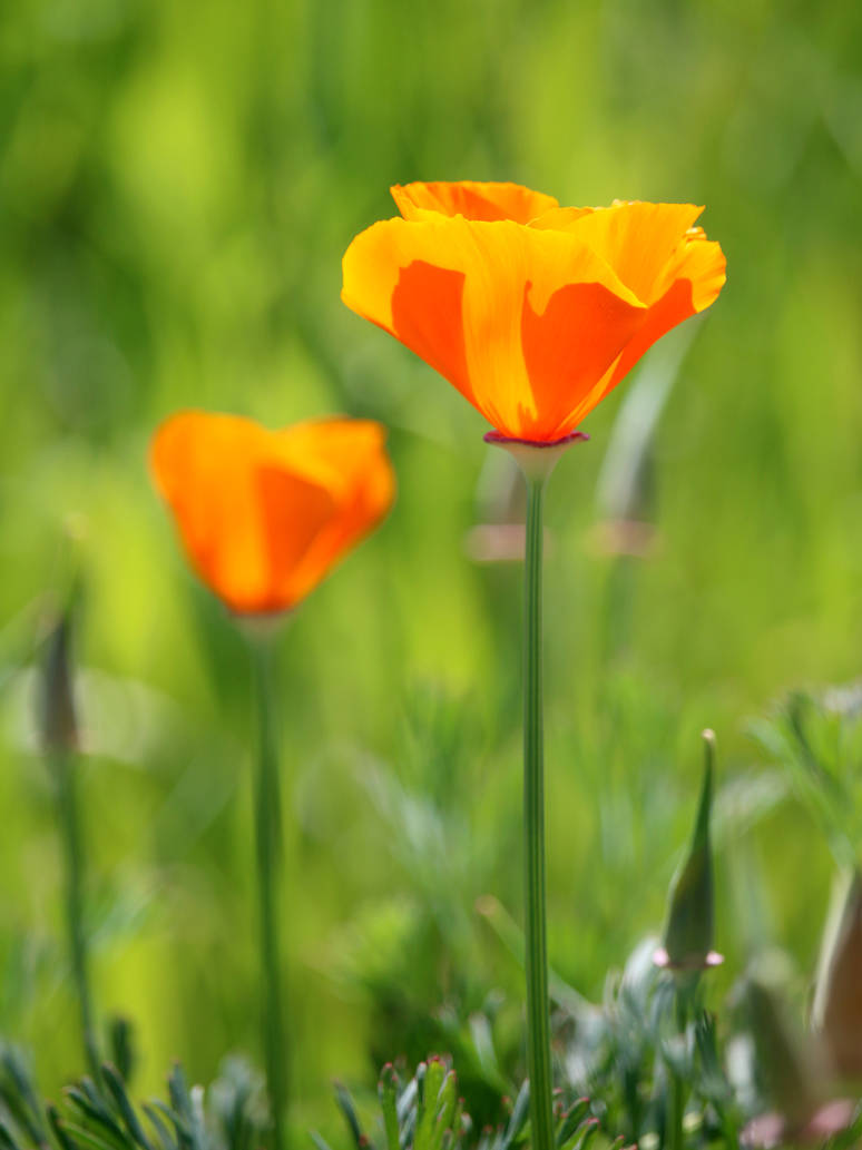 California Poppy