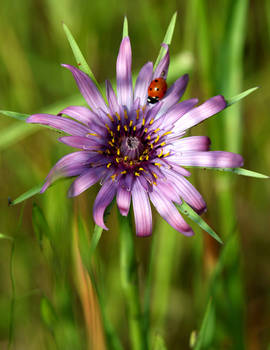 Purple Salsify with Ladybug II