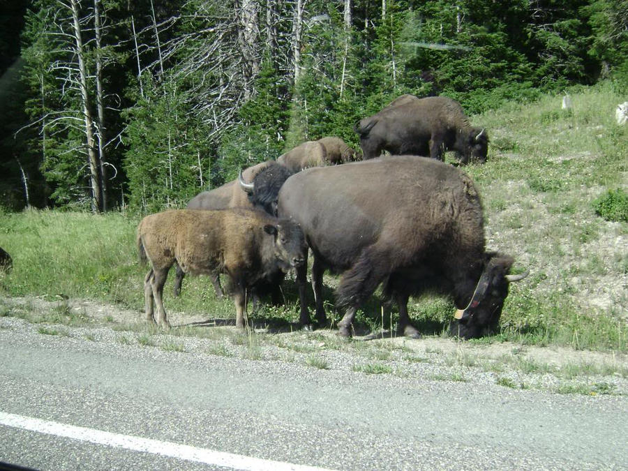 Bison