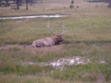 Bull Elk