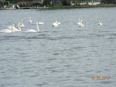 Swans (2)