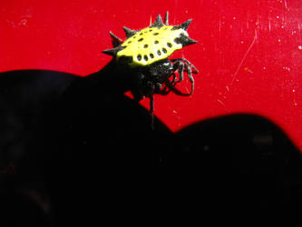 Spiny-backed Orbweaver Spider4