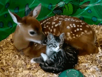Cat And Young Deer