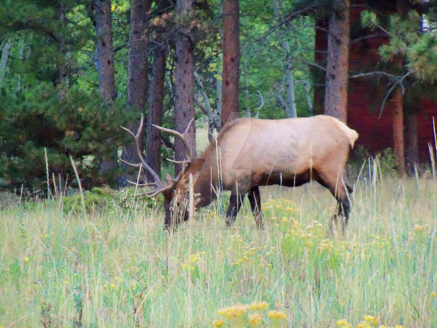 Spotting Elk