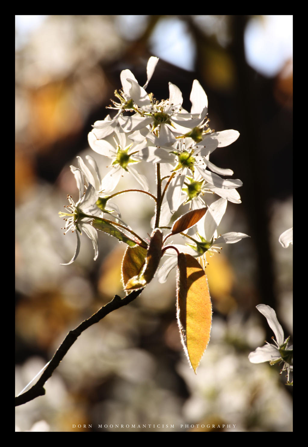 Spring Flowers I.