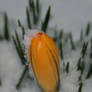 Frozen Bud