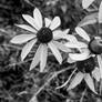 Wild Flower- BW