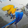 Macaws