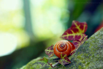 Little Red Snail