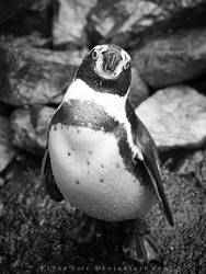 Humboldt Penguin IV by ElyneNoir