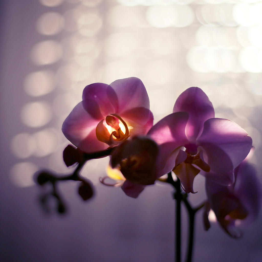 Glowing Orchid