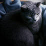 British Shorthair II