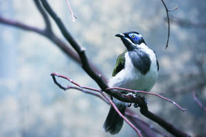 124 - Angry Bird