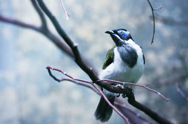 124 - Angry Bird