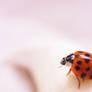 179 - Ladybug