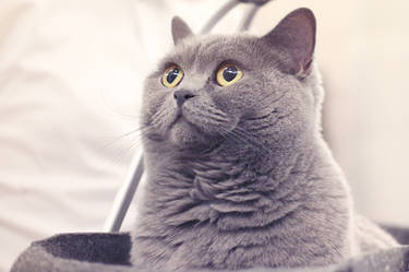 350 - Fluffy Fur