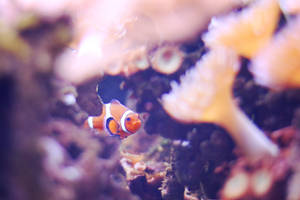 353 - Hiding Nemo