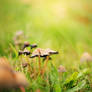 Little Mushrooms II