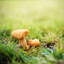 Little Mushrooms III