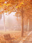 Foggy Fall by melir