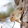 Squirrel on a Tree