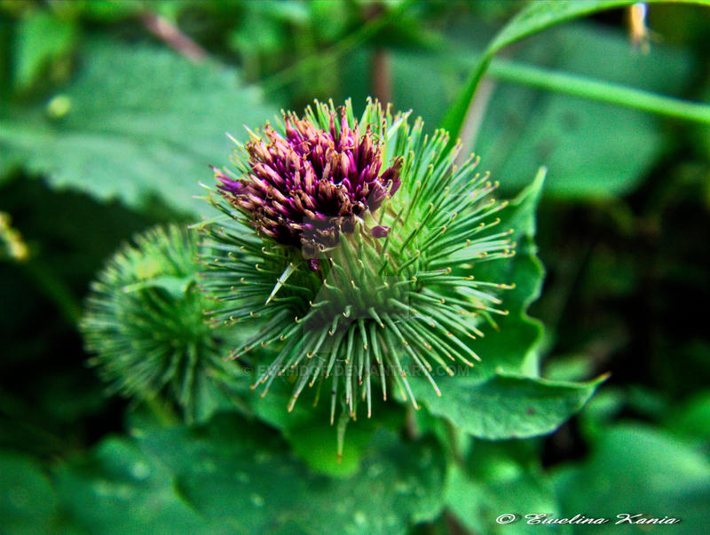 Burr by Evefidor on DeviantArt Burr by Evefidor on DeviantArt