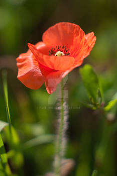 Mak polny, Papaver rhoeas L