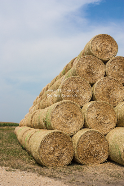 Golden straw bales.