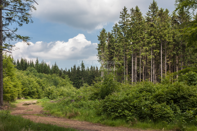 On the trail.