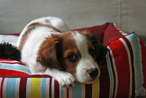 My Kooikerhondje 1.0