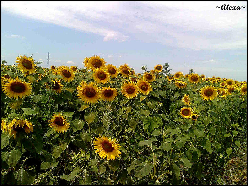 Sun flower