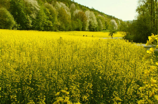 Raps by Adderleg on DeviantArt