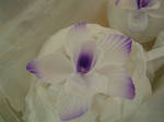 Close-up on Sugar Orchid by pathofpetals