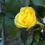 A rose for Inge