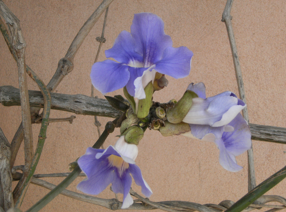 Israeli Flower