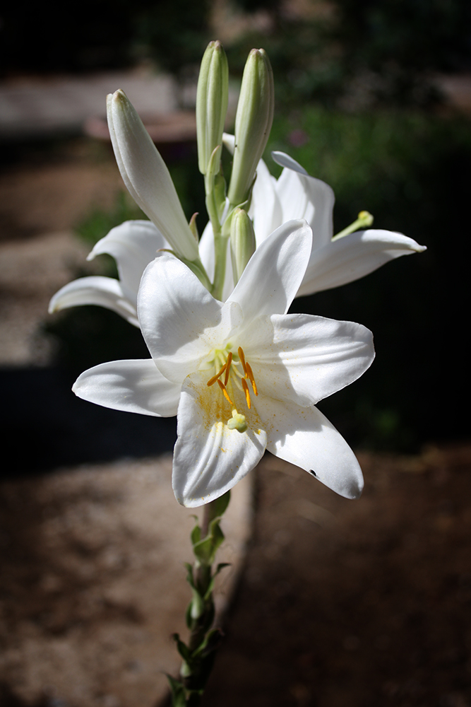 Castitatis lilium