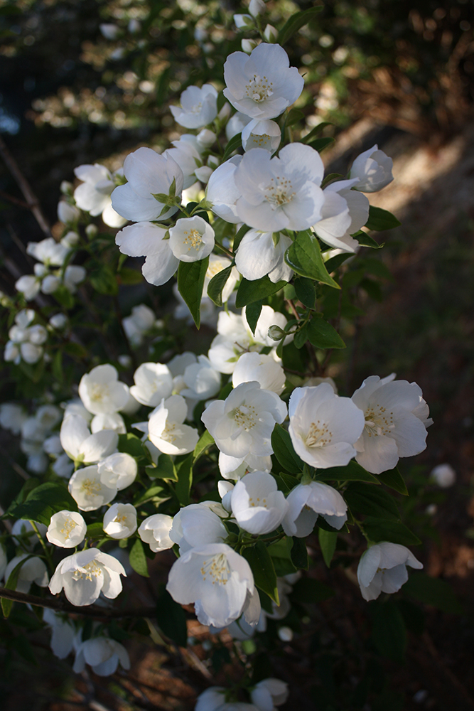 Blooming Pearls