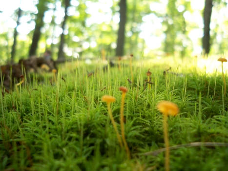 Les Petits Champignons