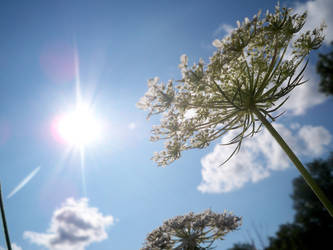 Queen Anne's Lace